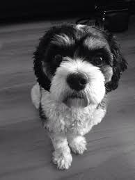 Black And White Maltese Pin By Priscilla Ebel On Animals Shadow King King Charles Cavalier King Charles