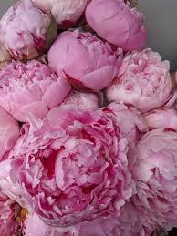 Maybe you would like to learn more about one of these? Bloom Flowers Gifts 35 Recommendations Nashville Tn Nextdoor