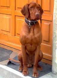 I belong to the vizsla club of america (vca), the miami valley vizsla club (mvvc), clermont county kennel club, queen city dog training club and the clermont county dog training club. Pin On Puppies Dog