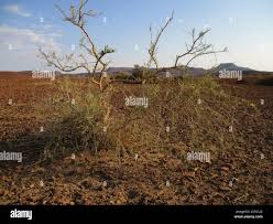 Image result for Parkinsonia africana