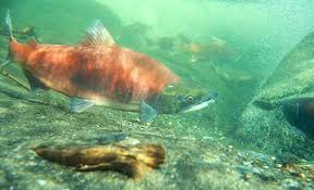 kenai river sockeye fishing shut down