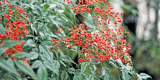 Includes one nandina 'firepower' in a 2.5 quart pot. Heavenly Bamboo Better Homes Gardens