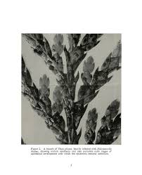 Image result for didymascella thujina