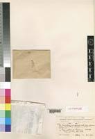 Image result for Fagaropsis