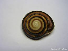 Автор фото © евгения исаева продают под названием caracolus. Caracol Caracolus Sagemon Sagemon Cuba Buy Malacology At Todocoleccion 103983435