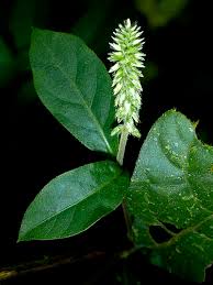 Image result for Cyathula