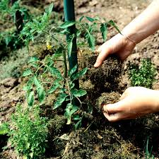 Ou trouver du paillage gratuit. Fabriquer Un Paillis Jardinage