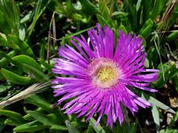 Image result for Trianthema salsoloides