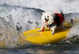 Resultado de imagen para pets surfers