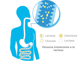 Tests Y Pruebas De Intolerancia A La Lactosa Nutira