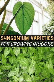 Syngonium Varieties For Growing Indoors Plants House Plants Houseplants