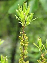 Image result for Myrica pilulifera