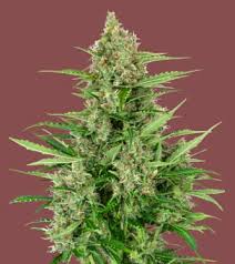 Lowryder #2 incorporates colombian santa maria genetics for increased resin production, improved. Auto Lowryder Strain Linda Seeds Thc 15 20