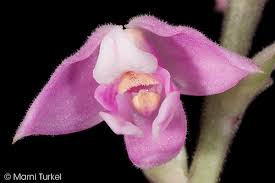 Image result for Polystachya valentina