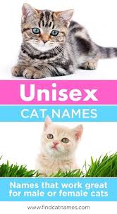 Famous cat names are fun options because so many people will instantly recognize the name and enjoy the nostalgia! Unisex Cat Names 125 Perfect Names Find Cat Names Cute Cat Names Cat Names Girl Cat Names