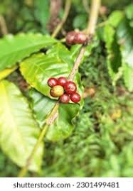 Image result for Rubiaceae