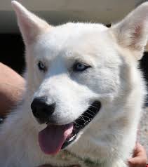 Fotos de perros husky siberiano blanco. Retrato De Husky Siberiano Blanco Stock De Foto Gratis Public Domain Pictures