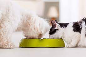 My Dog Ate Cat Food Will He Be Ok