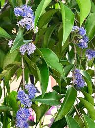 Image result for Memecylon