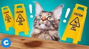 Feliway classic diffuser, feliway multicat diffuser 3 Ways To Get Rid Of Pet Urine From Hardwood Floors Chewy Youtube