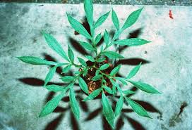 Image result for Amorphophallus abyssinicus