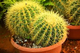 Cactus houseplants have that same characteristic: 8 Best Cactus Varieties To Grow Indoors