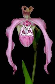 Maybe you would like to learn more about one of these? 12 Types Of Peruvian Orchids You Will Love Orchids Flowers Strange Flowers Unusual Flowers Beautiful Orchids
