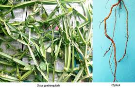 Image result for Cissus quadrangularis