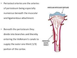 The endosteum can be seen in the t.s. Blood Supply Of Long Bones