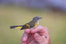 Bird Research in Action: Bird Banding at Wellfleet Bay