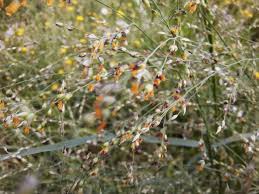 Image result for Panicum repentellum