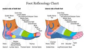 foot reflexology chart medial inside and lateral outside view