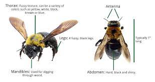 These insects use their strong mandibles to excavate nesting holes in wood. Show Me A Carpenter Bee Carpenter Bee Anatomy Diagram Best Bee Brothers
