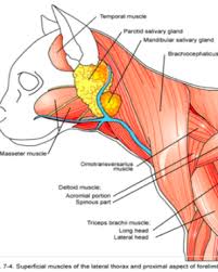 Human muscle system functions diagram facts britannica. Muscles Of The Cat Simplebooklet Com