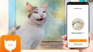Meowtalk Kedilerin Miyavlamalarini Tercume Eden Uygulama Bbc News Turkce