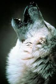 Twin Souls Chapter 1 A Twilight Fanfic Fanfiction Wolf Pictures Animals Wild Animals