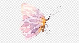 butterfly watercolor painting pink butterfly insects color moth png pngwing