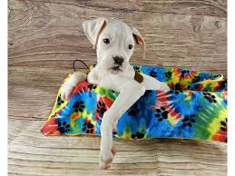 Boxer puppies are great around kids and grow up to be obedient, loving and protective dogs. Boxer Puppies Petland Orlando South