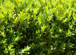 Image result for Buxus acutata