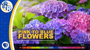 If your hydrangea flowers are pink and you want them to be blue, you have one of two issues to fix. How Do Hydrangeas Change Colors Youtube