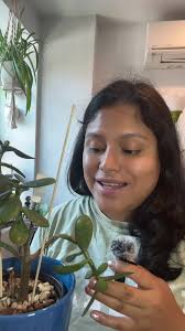 What to Do When A Jade Plant Breaks Off and There Is Root Rot