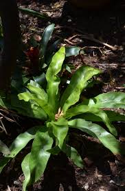 Image result for Hirpicium bechuanense