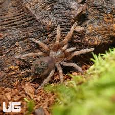 Image result for Empogona sp. A