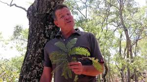 Image result for Brachystegia boehmii