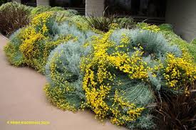 Plantfiles Pictures Gray Santolina Lavender Cotton Holy Herb Ground Cypress Petite Cypress Pretty Australian Garden Design Laurel Plant Evergreen Plants