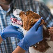 The program began in 2009 and can continue because of generous people like you! Garden Grove Ca 92845 Veterinarian Vet Care Pet Clinic