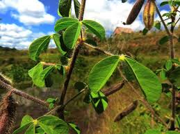 Image result for Crotalaria insignis