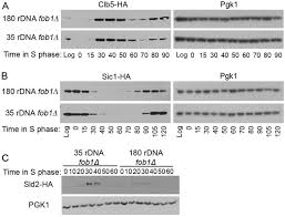 Dna is a double helix structure comprised of nucleotides. Coordination Of Genome Replication And Anaphase Entry By Rdna Copy Number In S Cerevisiae Biorxiv