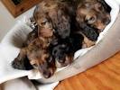 Red Long Haired Mini Dachshund Puppy