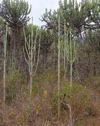 Image result for Monadenium pedunculatum